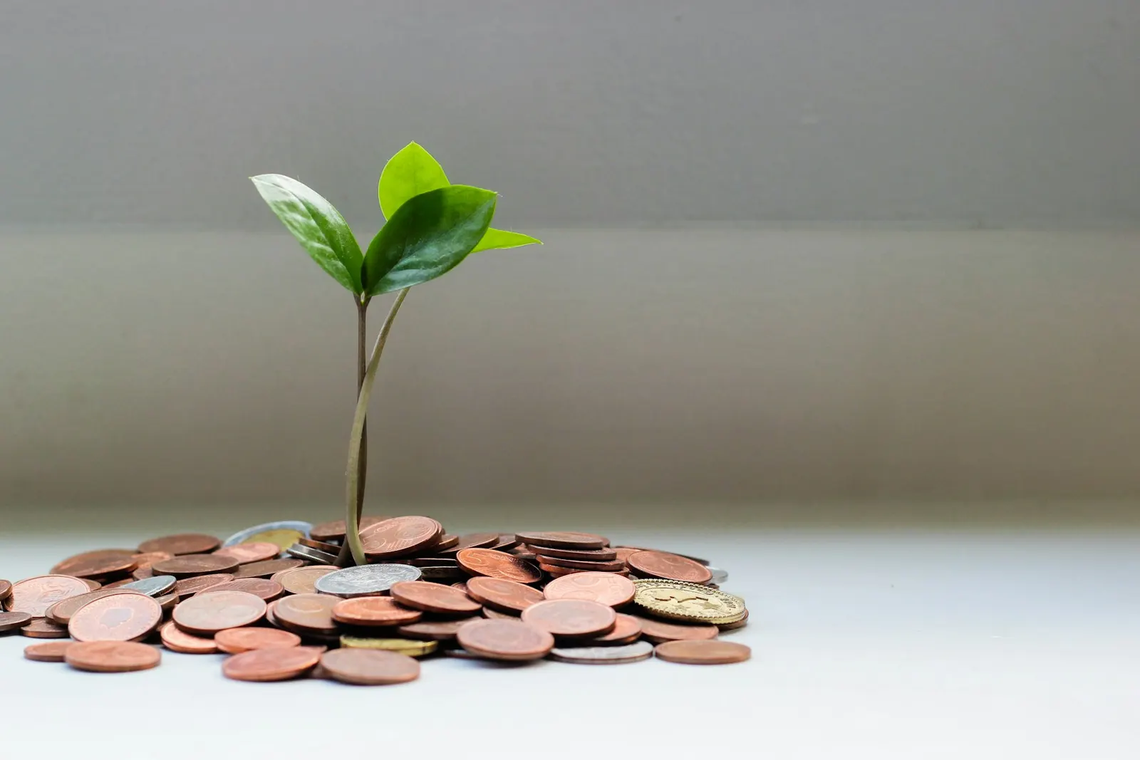 A small green plant growing out of a pile of copper coins.